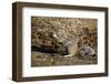 Cape Ground Squirrel (Xerus Inauris) Eating-James Hager-Framed Premium Photographic Print