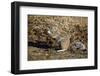 Cape Ground Squirrel (Xerus Inauris) Eating-James Hager-Framed Premium Photographic Print