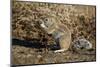 Cape Ground Squirrel (Xerus Inauris) Eating-James Hager-Mounted Premium Photographic Print