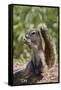 Cape ground squirrel (Xerus inauris), juvenile, Kgalagadi Transfrontier Park, South Africa, Africa-James Hager-Framed Stretched Canvas