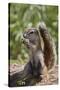 Cape ground squirrel (Xerus inauris), juvenile, Kgalagadi Transfrontier Park, South Africa, Africa-James Hager-Stretched Canvas