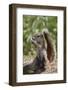 Cape ground squirrel (Xerus inauris), juvenile, Kgalagadi Transfrontier Park, South Africa, Africa-James Hager-Framed Photographic Print