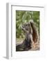 Cape ground squirrel (Xerus inauris), juvenile, Kgalagadi Transfrontier Park, South Africa, Africa-James Hager-Framed Photographic Print