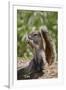 Cape ground squirrel (Xerus inauris), juvenile, Kgalagadi Transfrontier Park, South Africa, Africa-James Hager-Framed Photographic Print