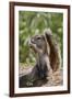 Cape ground squirrel (Xerus inauris), juvenile, Kgalagadi Transfrontier Park, South Africa, Africa-James Hager-Framed Photographic Print