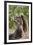 Cape ground squirrel (Xerus inauris), juvenile, Kgalagadi Transfrontier Park, South Africa, Africa-James Hager-Framed Photographic Print