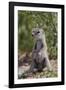 Cape ground squirrel (Xerus inauris), juvenile, Kgalagadi Transfrontier Park, South Africa, Africa-James Hager-Framed Photographic Print