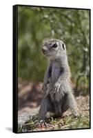 Cape ground squirrel (Xerus inauris), juvenile, Kgalagadi Transfrontier Park, South Africa, Africa-James Hager-Framed Stretched Canvas