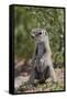 Cape ground squirrel (Xerus inauris), juvenile, Kgalagadi Transfrontier Park, South Africa, Africa-James Hager-Framed Stretched Canvas