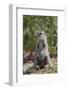 Cape ground squirrel (Xerus inauris), juvenile, Kgalagadi Transfrontier Park, South Africa, Africa-James Hager-Framed Photographic Print