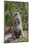 Cape ground squirrel (Xerus inauris), juvenile, Kgalagadi Transfrontier Park, South Africa, Africa-James Hager-Mounted Photographic Print