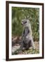 Cape ground squirrel (Xerus inauris), juvenile, Kgalagadi Transfrontier Park, South Africa, Africa-James Hager-Framed Premium Photographic Print