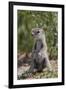 Cape ground squirrel (Xerus inauris), juvenile, Kgalagadi Transfrontier Park, South Africa, Africa-James Hager-Framed Premium Photographic Print