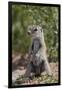 Cape ground squirrel (Xerus inauris), juvenile, Kgalagadi Transfrontier Park, South Africa, Africa-James Hager-Framed Photographic Print