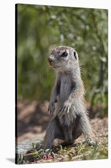 Cape ground squirrel (Xerus inauris), juvenile, Kgalagadi Transfrontier Park, South Africa, Africa-James Hager-Stretched Canvas