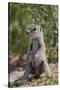 Cape ground squirrel (Xerus inauris), juvenile, Kgalagadi Transfrontier Park, South Africa, Africa-James Hager-Stretched Canvas