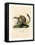 Cape Ground Squirrel-null-Framed Stretched Canvas