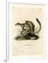 Cape Ground Squirrel-null-Framed Giclee Print