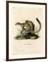 Cape Ground Squirrel-null-Framed Giclee Print