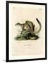 Cape Ground Squirrel-null-Framed Premium Giclee Print