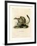 Cape Ground Squirrel-null-Framed Giclee Print