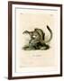 Cape Ground Squirrel-null-Framed Giclee Print