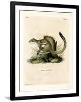 Cape Ground Squirrel-null-Framed Giclee Print