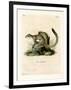 Cape Ground Squirrel-null-Framed Giclee Print