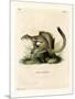 Cape Ground Squirrel-null-Mounted Giclee Print