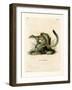 Cape Ground Squirrel-null-Framed Giclee Print
