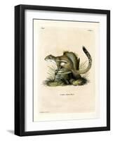 Cape Ground Squirrel-null-Framed Giclee Print