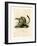 Cape Ground Squirrel-null-Framed Giclee Print