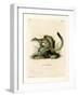 Cape Ground Squirrel-null-Framed Giclee Print