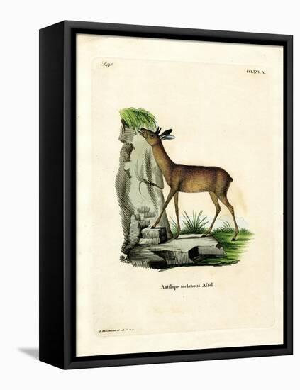 Cape Grysbok-null-Framed Stretched Canvas