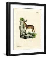 Cape Grysbok-null-Framed Giclee Print