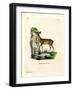 Cape Grysbok-null-Framed Giclee Print