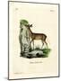 Cape Grysbok-null-Mounted Giclee Print