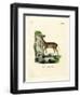 Cape Grysbok-null-Framed Premium Giclee Print