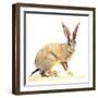 Cape Hare, 2010-Mark Adlington-Framed Giclee Print