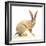 Cape Hare, 2010-Mark Adlington-Framed Giclee Print