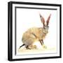 Cape Hare, 2010-Mark Adlington-Framed Giclee Print