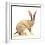 Cape Hare, 2010-Mark Adlington-Framed Giclee Print