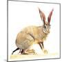 Cape Hare, 2010-Mark Adlington-Mounted Giclee Print