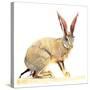 Cape Hare, 2010-Mark Adlington-Stretched Canvas