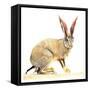 Cape Hare, 2010-Mark Adlington-Framed Stretched Canvas