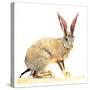 Cape Hare, 2010-Mark Adlington-Stretched Canvas