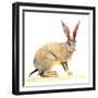 Cape Hare, 2010-Mark Adlington-Framed Giclee Print