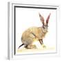 Cape Hare, 2010-Mark Adlington-Framed Giclee Print