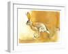 Cape Hare, 2010-Mark Adlington-Framed Giclee Print