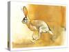 Cape Hare, 2010-Mark Adlington-Stretched Canvas